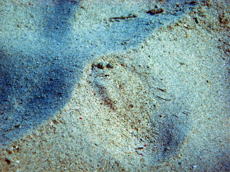 Small, camouflaged peacock flounder