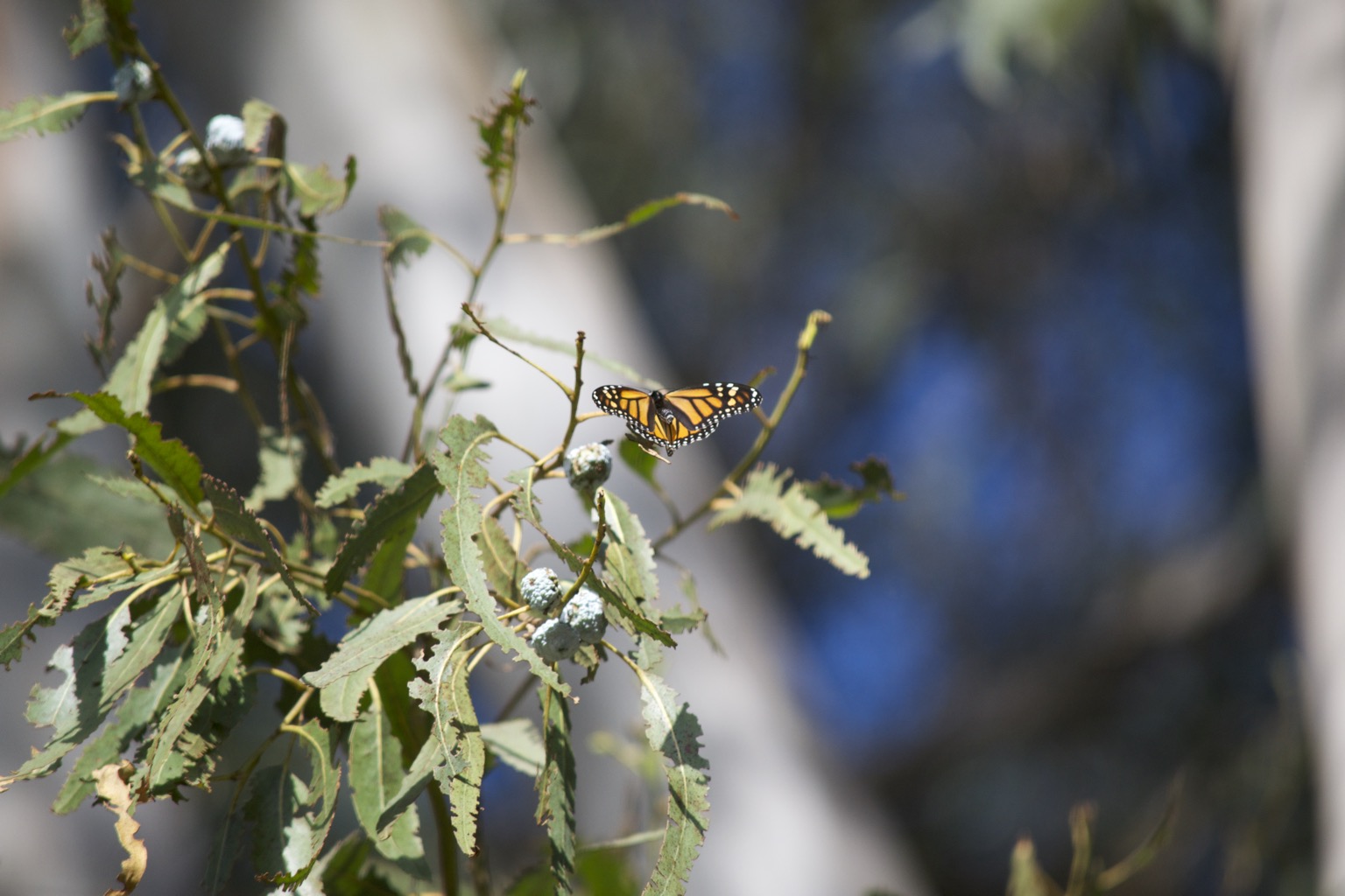 Monarch on branch.