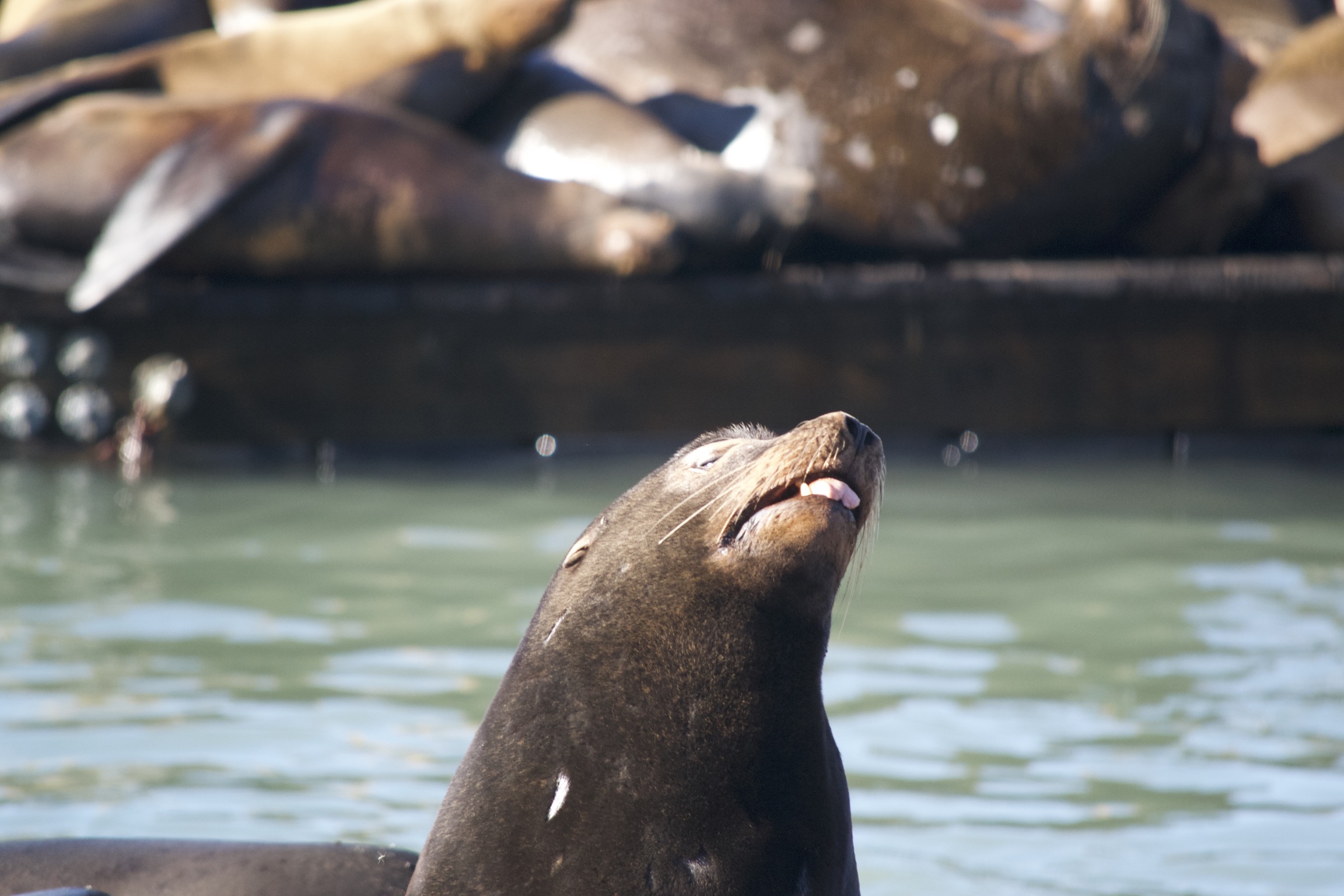 A seal, chin raised, tongue sticking out.