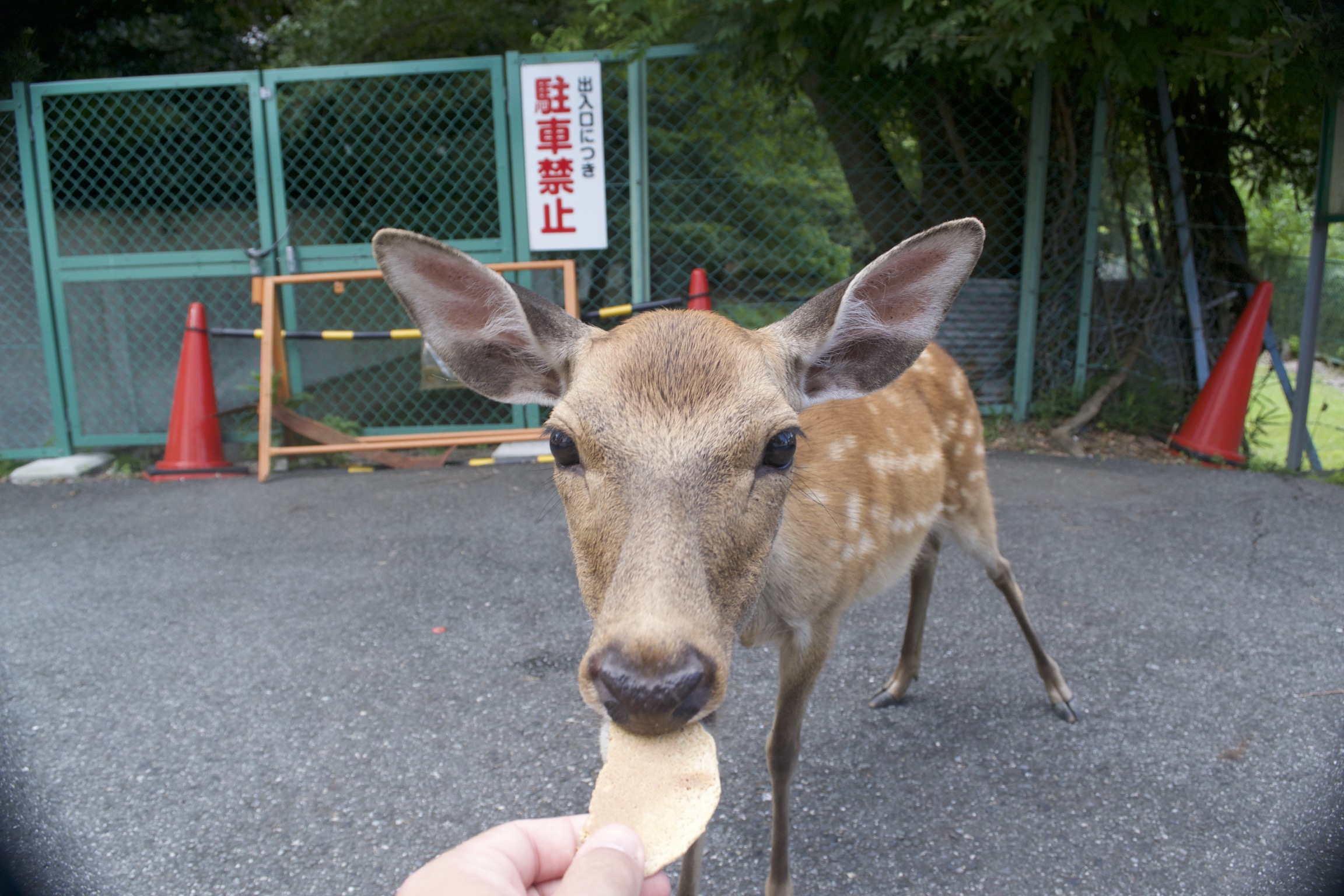 A deer takes a cracker from the photographer's hand.