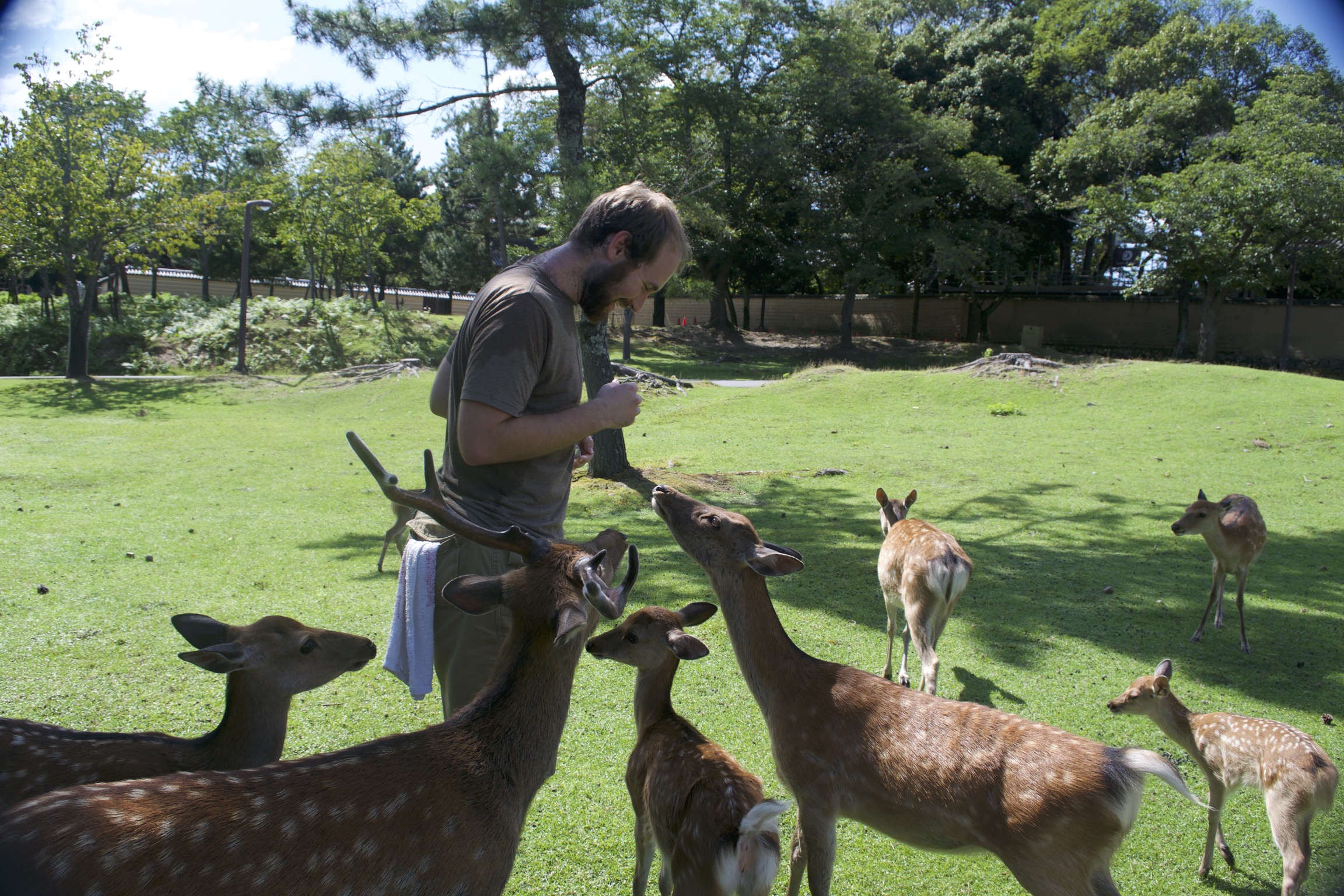 A tourist is surrounded by a buck, does, and fawns.