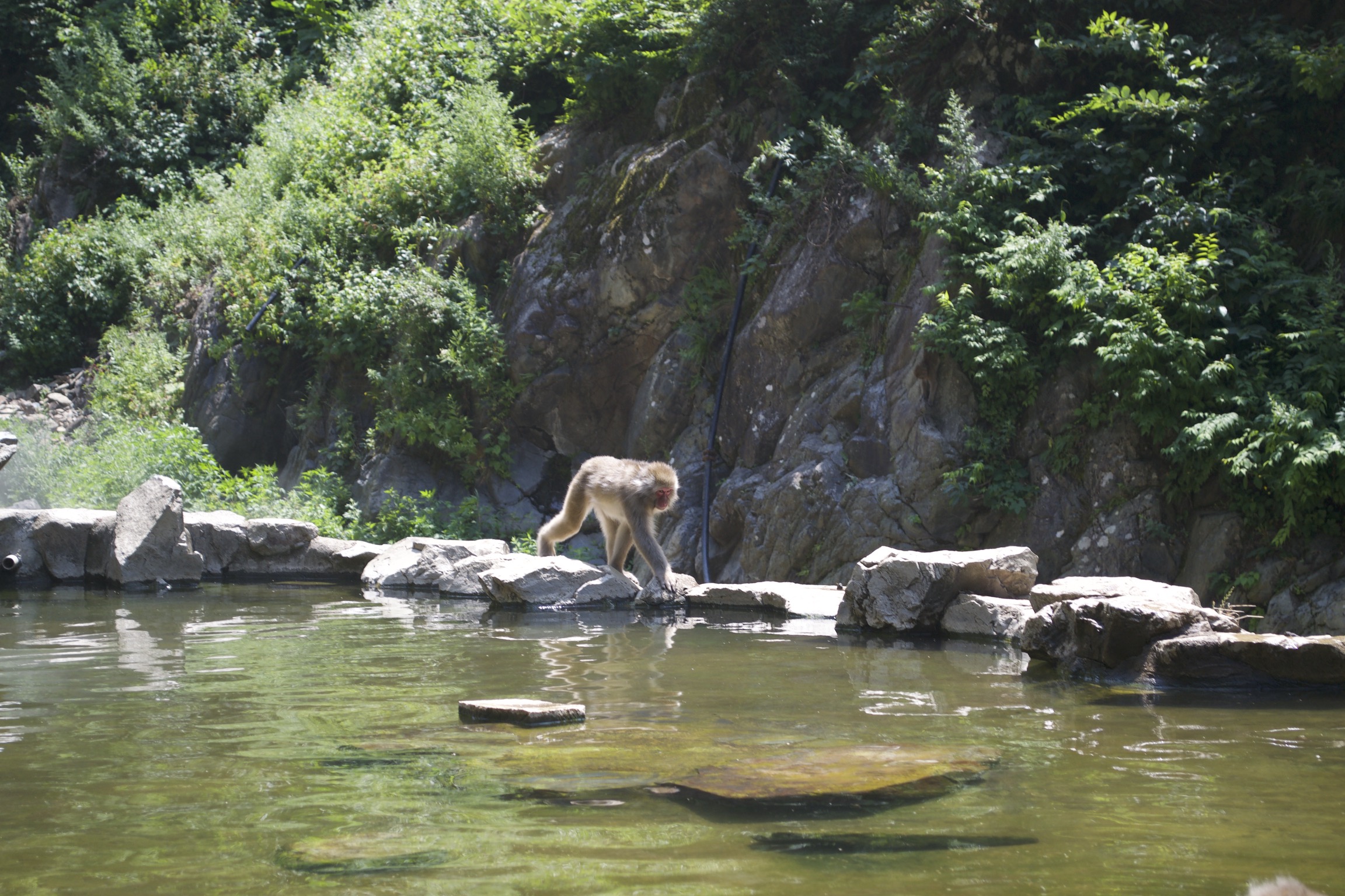 A snow monkey walks along the side of the onsen.