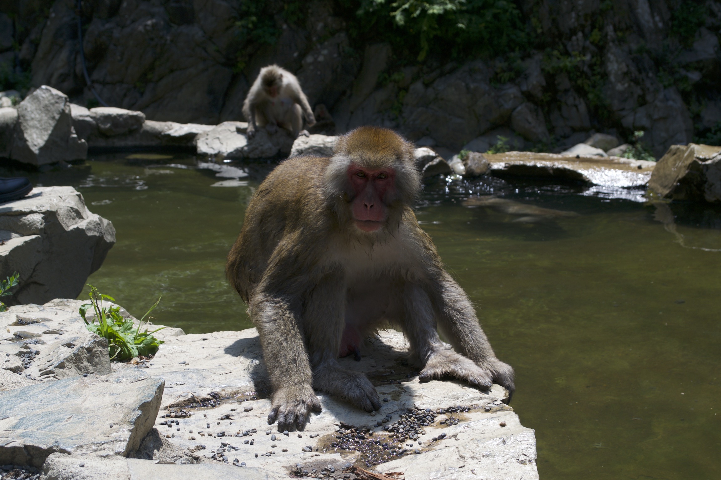 A snow monkey sits, drying.