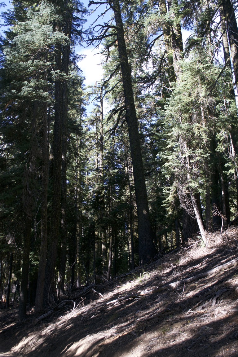 A pine forest, growing on a dramatic slope.