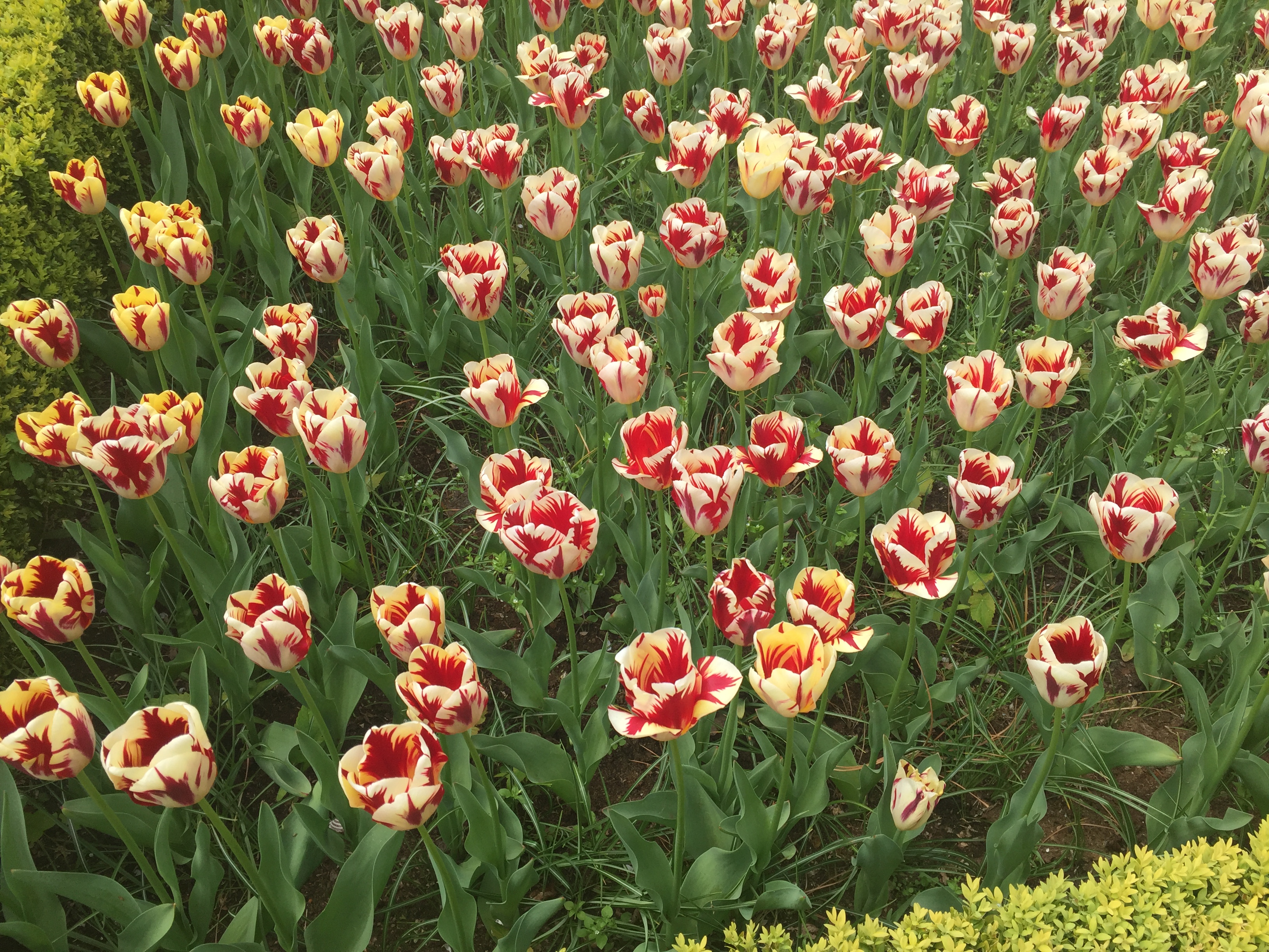 Some red and white tulips with some hints of yellow