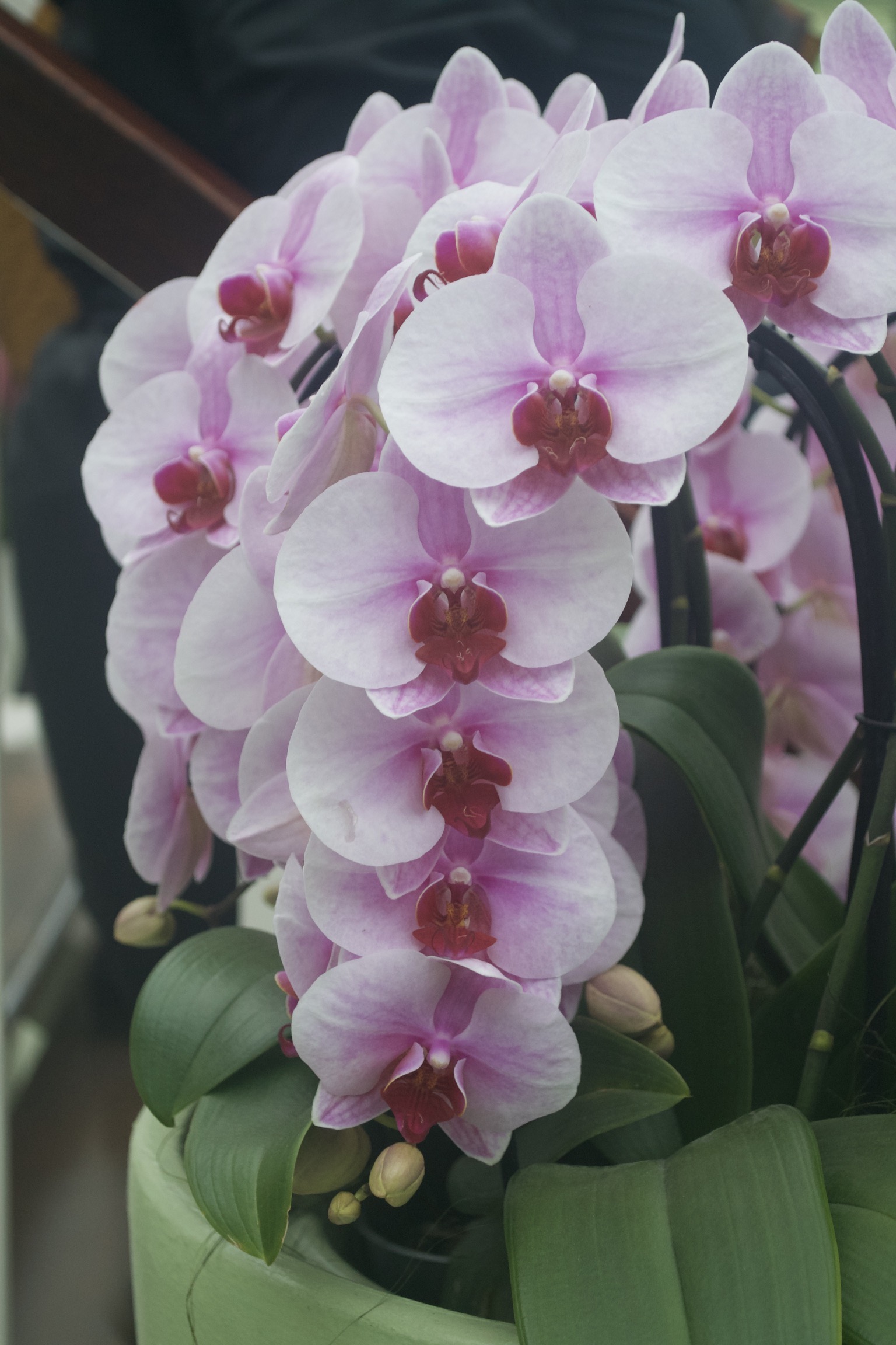 An orchid with pink petals and deeper centers.