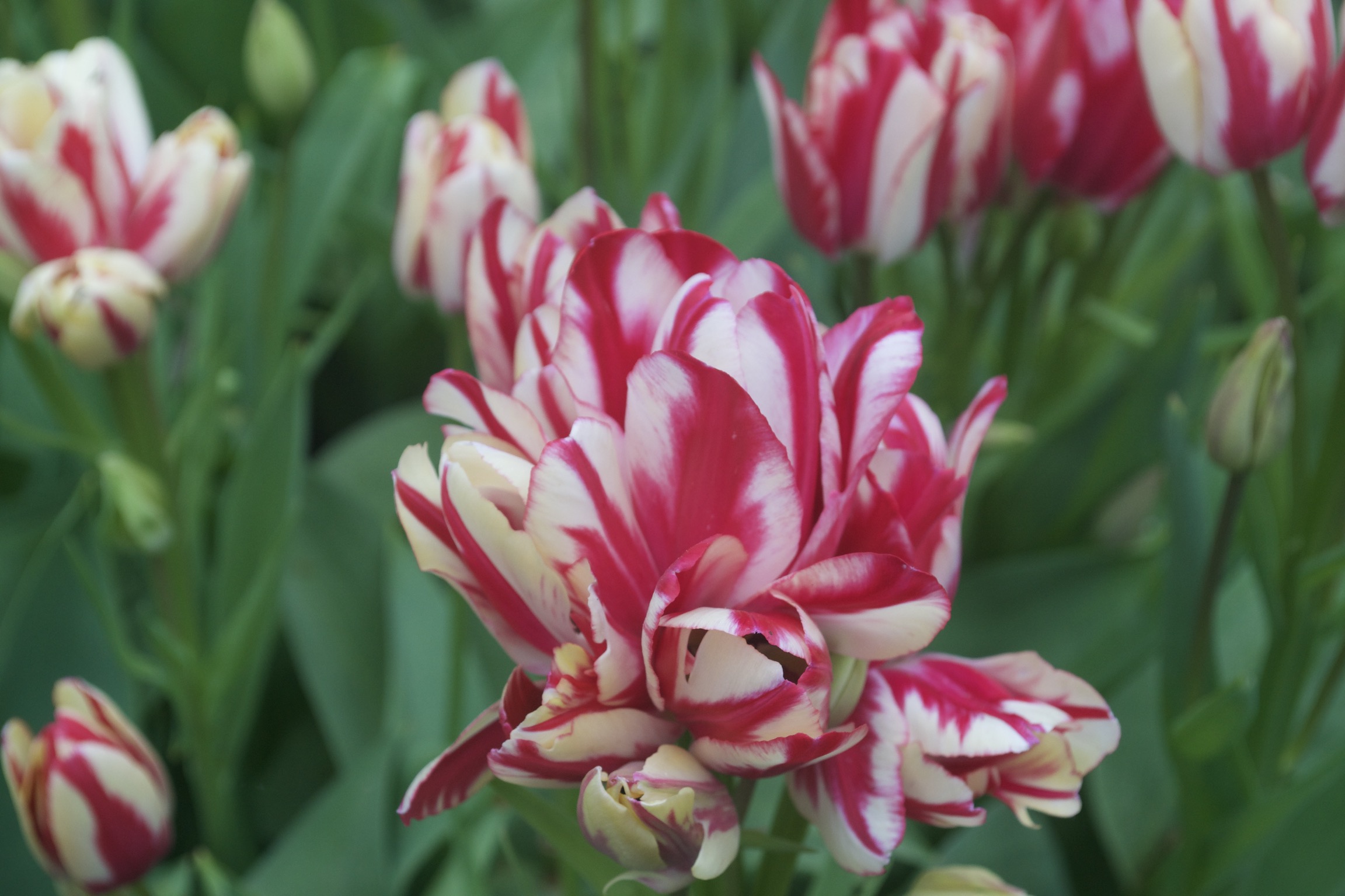 A closeup of a pink and white tulip.