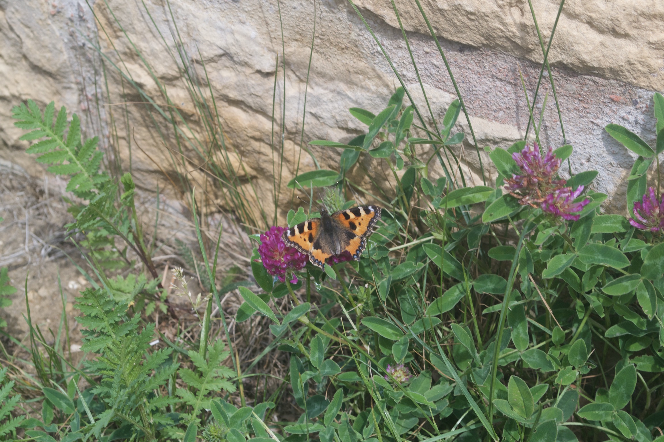 An orange butterfly sits on a purple flower.