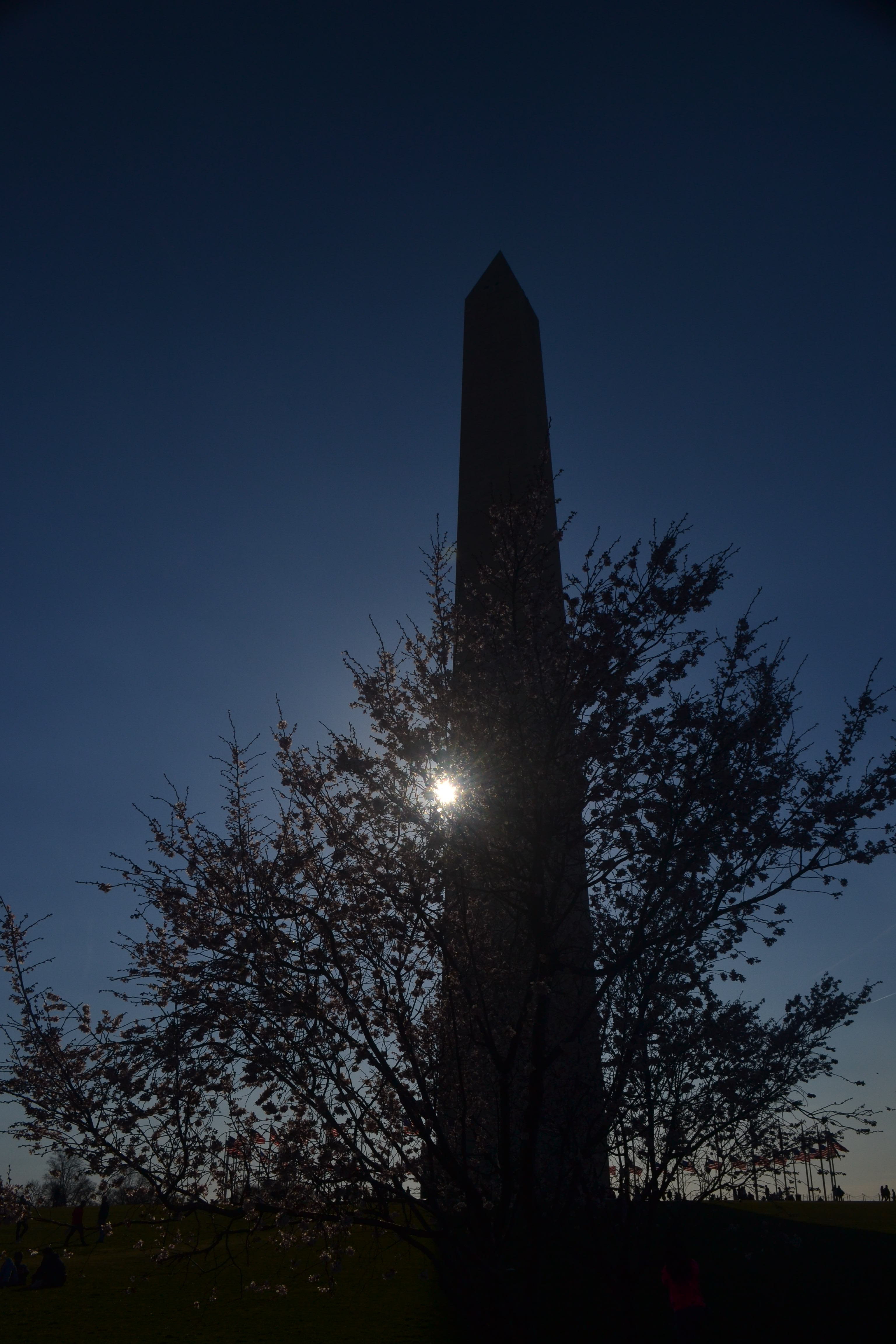 A silhouette of a blooming cherry tree before the silhouette of a large obelisk.